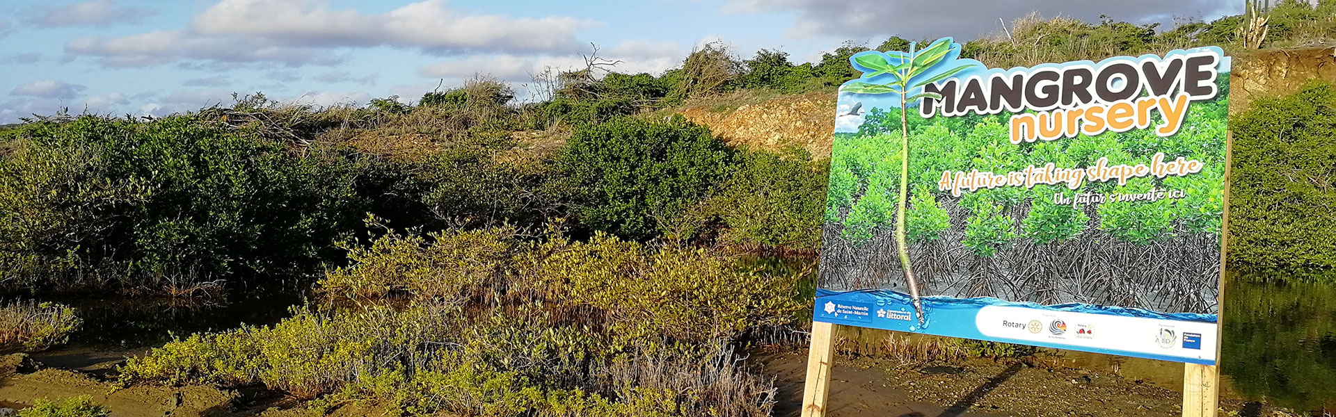 Irma - Régénération de la mangrove 